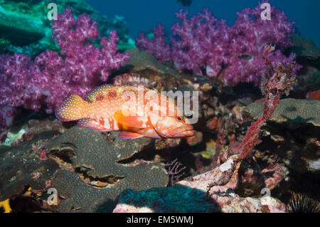 Coral hind (Cephalopholis miniata) sulla barriera corallina con coralli molli. Mare delle Andamane, Thailandia. Foto Stock