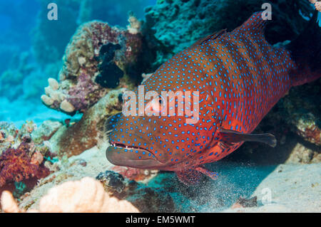 Red Sea Coral raggruppatore (Plectropomus pessuliferus marisrubri). Egitto, Mar Rosso. Foto Stock