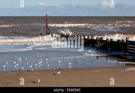 Uccelli di mare sulla spiaggia di Walcott, Norfolk Foto Stock