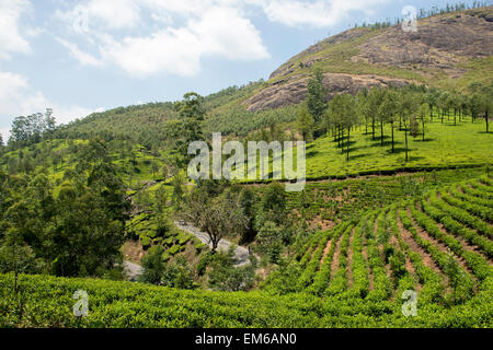 Le piantagioni di tè sulle colline di Munnar Kerala, India Foto Stock