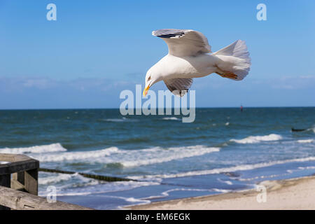 Flying seagull sulla spiaggia del Mar Baltico in Germania Foto Stock