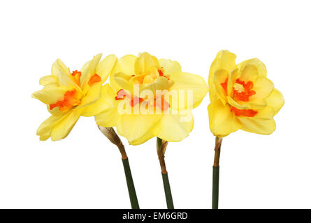 Tre doppio giallo e arancione narcisi isolata contro bianco Foto Stock