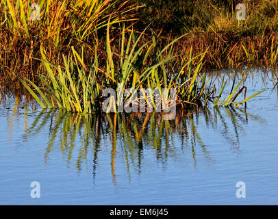 RS 4810. Ance, Stodmarsh Riserva Naturale, Kent, Inghilterra Foto Stock