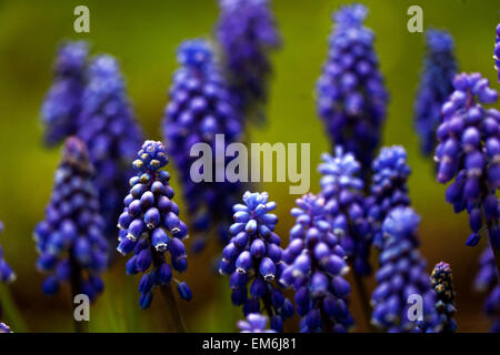 Muscari armeniacum Giacinto uva fiori di primavera Foto Stock