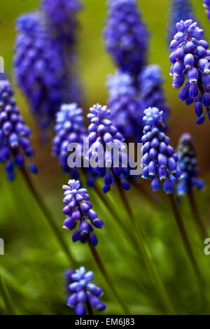 Muscari armeniacum uva Giacinto fiori blu Foto Stock