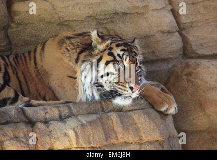 Una splendida tigre di Sumatra a riposo, lo Zoo di Londra, il Regents Park, a nord di Londra, Regno Unito Foto Stock