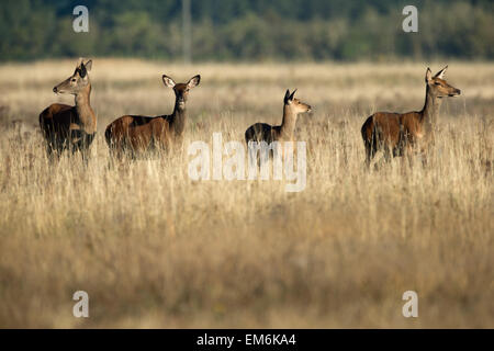 Vigile di cervi rossi. Foto Stock