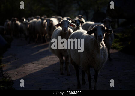 Un gregge di pecore a piedi in una strada a Villaluenga del Rosario, Sierra de Grazalema Parco Nazionale, la provincia di Cadiz Cadice, Andalusia, Spagna Foto Stock