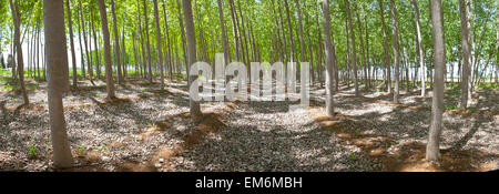 Giovani Poplar Forest in primavera, Valdelacalzada, Spagna. Scatto panoramico Foto Stock
