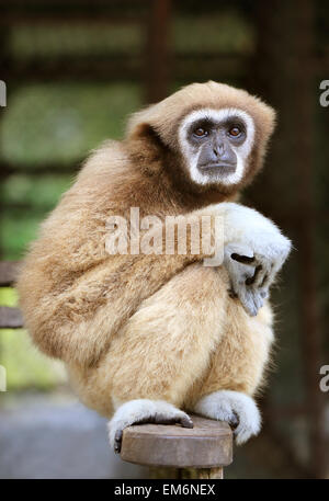 Bellissime foto di scimmia soffici nel parco Foto Stock