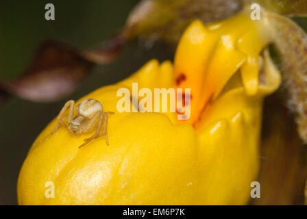 Oro ragno granchio, Misumena vatia, su un giallo-lady slipper orchid, Cypripedium calceolus, Wagner Bog Area Naturale, Alberta Foto Stock