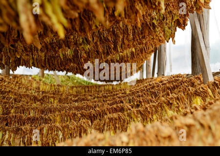 Appendere l'asciugatura delle foglie di tabacco in Macedonia. Foto Stock