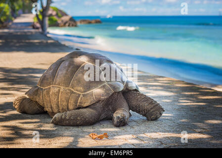 Seychelles tartaruga gigante Foto Stock
