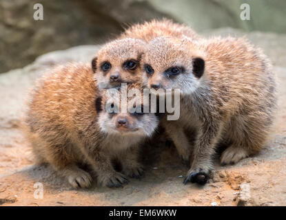 Tre i cuccioli di meerkat che pongono insieme Foto Stock