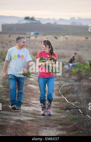Volontari spigolare avanzi di bietole per la carità in una fattoria di Petaluma, California. Foto Stock