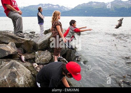 I bambini di cattura e di buttare il salmone sul cancello di accesso presso la Salomon Gulch incubatoio vicino a Valdez, Alaska. Foto Stock