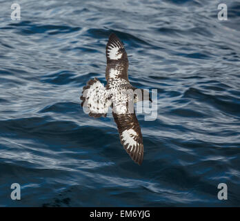 Cape petrel (Daption capense), chiamato anche Cape piccione o pintado petrel, Antartide Foto Stock