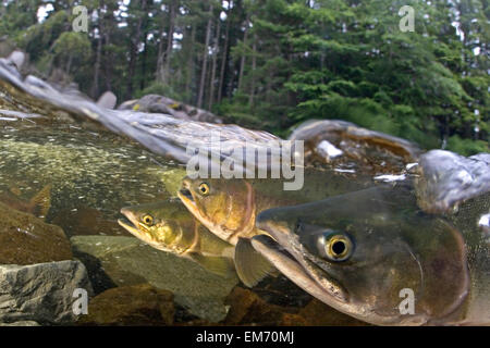 Alaska, Sitka, rosa salmone (Oncorhynchus gorbuscha) nuotare fino il fiume indiano per deporre le uova. Foto Stock