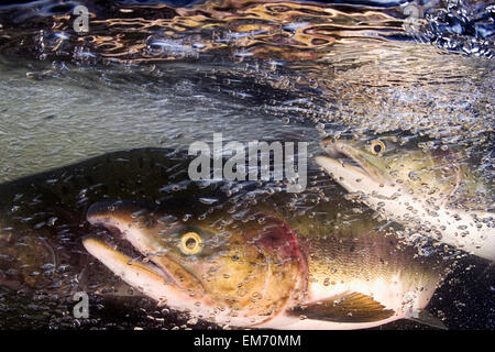 Alaska, Sitka, rosa salmone (Oncorhynchus gorbuscha) nuotare fino il fiume indiano per deporre le uova. Foto Stock