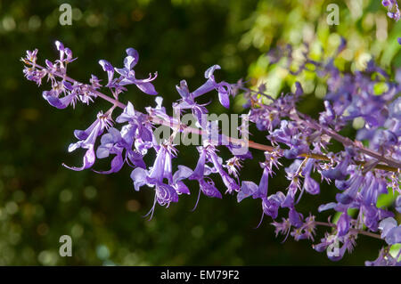 Plectranthus ecklonii, Begonia svedese Foto Stock