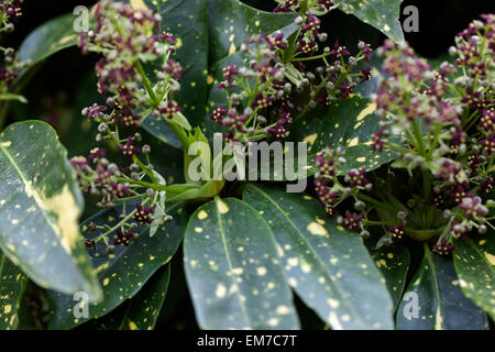 Auba japonica Variegata, Laurel Spotted Foto Stock