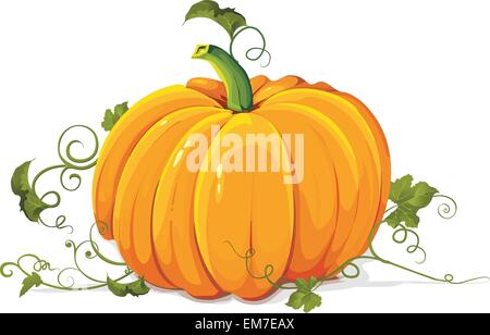 Zucca Illustrazione Vettoriale