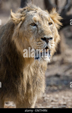 Leone asiatico (Panthera leo persica), maschio, Gir interpretazione zona o Devalia Safari Park, Gir Forest National Park Foto Stock