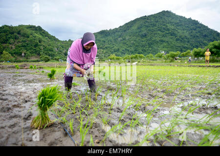 Coltivatore di riso, 34 anni, dimora di piantine, villaggio di Lam Teungo, sottodistretto Rozma, AD ACEH, INDONESIA Foto Stock