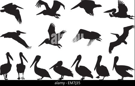 Pelican sagome - Vettore Illustrazione Vettoriale