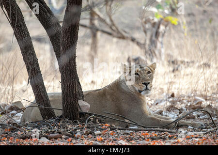 Leone asiatico (Panthera leo persica) sdraiato sotto un albero, femmina, Gir interpretazione zona o Devalia Foto Stock