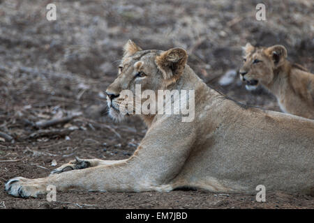 Leone asiatico (Panthera leo persica), femmina, leonessa con cub, Gir interpretazione zona o Devalia Safari Park Foto Stock