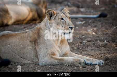 Leone asiatico (Panthera leo persica), femmina, Gir interpretazione zona o Devalia, Gir Forest National Park Foto Stock