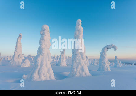 Coperte di neve alberi, paesaggio invernale, Riisitunturi National Park, Posio, Lapponia, Finlandia Foto Stock