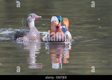 Mandarin anatre (Aix galericulata), giovane, corteggiare, Hesse, Germania Foto Stock