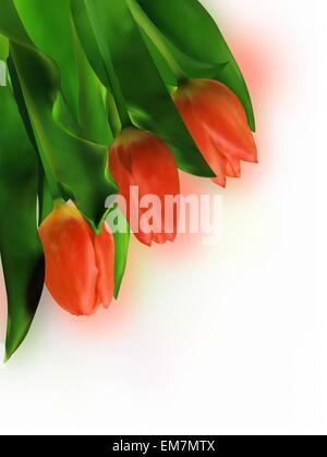 Tre tulipani rossi su sfondo bianco. Illustrazione Vettoriale