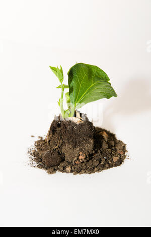 Pianta verde crescente da un cumulo di terra su sfondo bianco Foto Stock