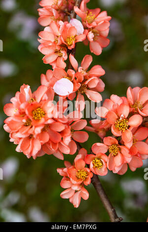 Fiore di mela cotogna giapponese Chenomeles x superba 'Coral Sea' fiori rosa Foto Stock