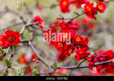 Chaenomeles speciosa Simonii fiori di mela cotogna giapponesi arbusti rossi fioriti Foto Stock