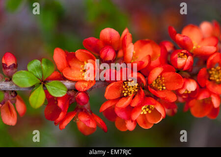 Fiore di mele cotogne fiore Chenomeles japonica Sargentii su un ramo Foto Stock