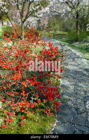 Cotogna rossa Chaenomeles japonica in un giardino giapponese primavera fiori percorso Foto Stock