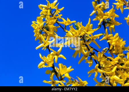 Forsythia x intermedia, primo piano, cielo blu giallo Foto Stock