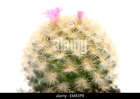 Isla Carmen puntaspilli cactus su sfondo bianco Foto Stock