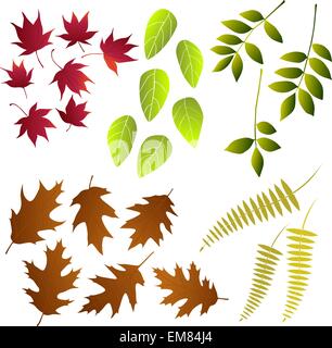 Foglie, raccolta per i progettisti Illustrazione Vettoriale