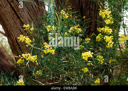 Acacia dealbata (noto come argento bargiglio, blu o graticcio mimosa) Adelaide, South Australia, Australia Foto Stock