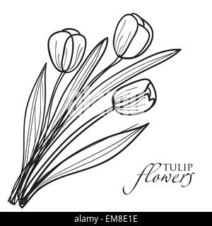 Tulip fiori sketch. Illustrazione Vettoriale