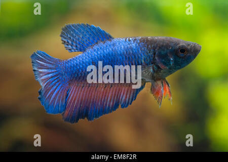 Betta splendens Crowntail,Siamesischer Kampffisch,Siamesi fighter Foto Stock