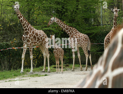 Duisburg, Germania. Xvii Apr, 2015. Poche settimane reticiulated baby giraffe esplora il suo contenitore per la prima volta nel zoo di Duisburg a Duisburg in Germania, 17 aprile 2015. Madre Malindi (L) e suo fratello (R) Guarda il ancora senza nome baby in continuo. Foto: ROLAND WEIHNRAUCH/dpa/Alamy Live News Foto Stock