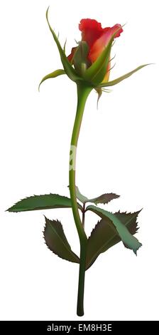 Rosa rossa Illustrazione Vettoriale