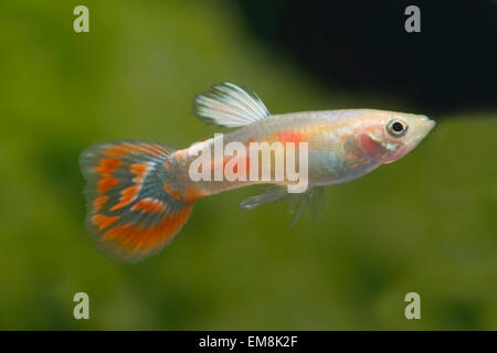 Poecilia reticulata PIGEON sangue,,Guppy Guppy Foto Stock
