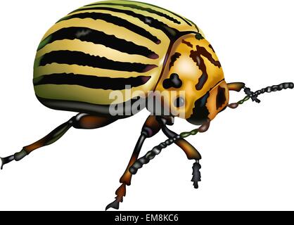 Il Colorado Potato Beetle Illustrazione Vettoriale